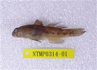 藏品(黑鰕虎)的圖片